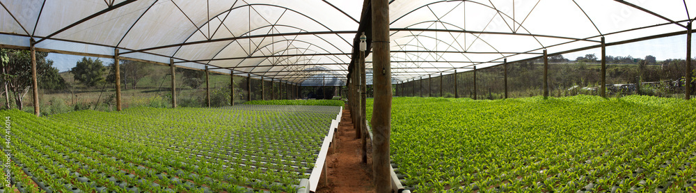 Obraz premium hydroponic garden