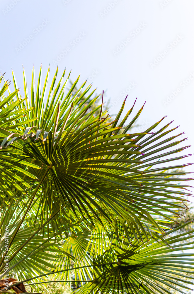 green palm tree leaves in the blue sky green palm tree leaves in the blue sky
