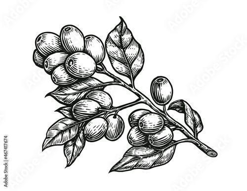 Coffee branch with leaves and beans in vintage style. Hand drawn engraved retro sketch for labels. Organic natural plant