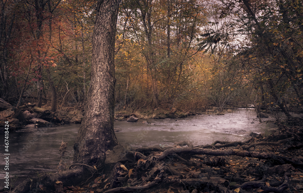 Lifes Roots is skipping rocks and playing hopscotch amongst the root systems along the river bed, made me want to capture the very life it lives Lifes Roots is skipping rocks and playing hopscotch amongst the root systems along the river bed, made me want to capture the very life it lives