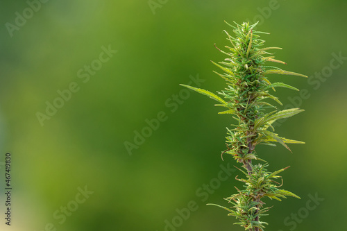 The rope top of a cannabis bush is green with a purple trunk
