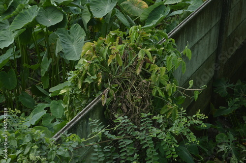 plants growing on the wall, with a view of green grass during the day