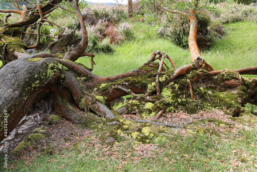 The forest of Grena, Sao Miguel island, Azores The forest of Grena, Sao Miguel island, Azores