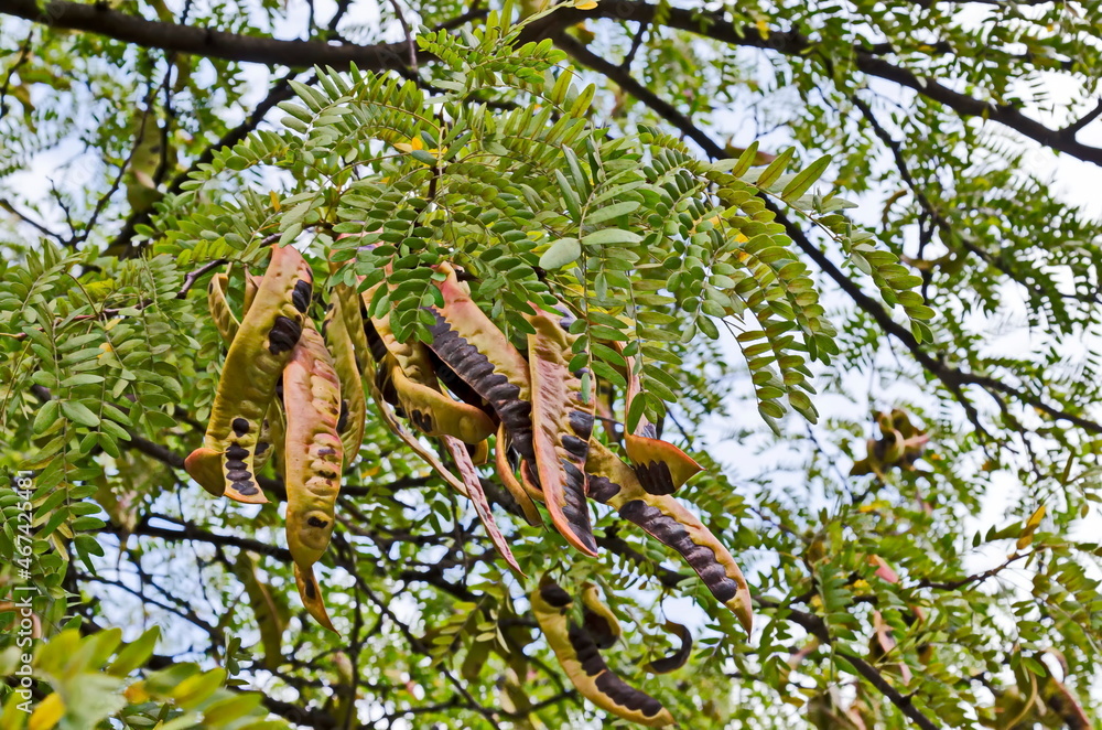 Gleditsia triacanthos tree with leaves and fruit during autumn, Sofia, Bulgaria Gleditsia triacanthos tree with leaves and fruit during autumn, Sofia, Bulgaria