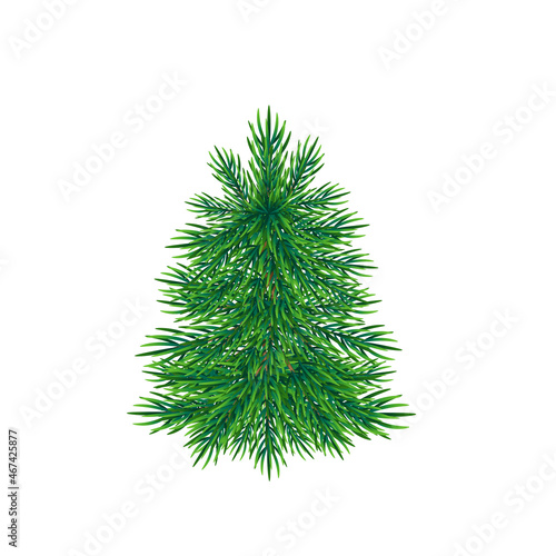 Spruce. Vector illustration isolated on white background.