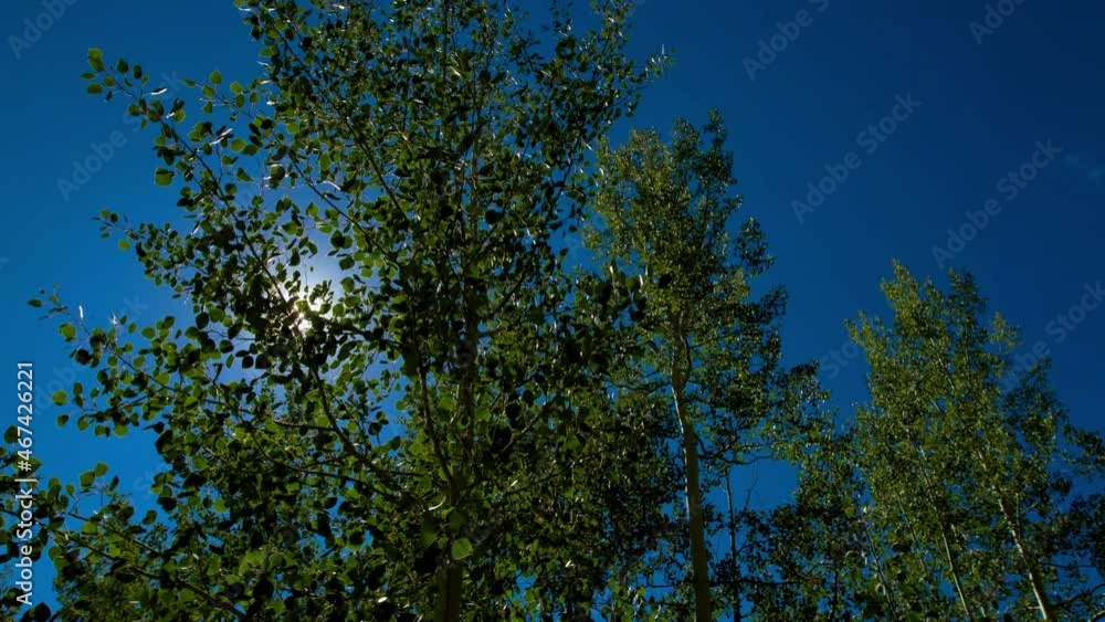 Time Lapse Lockdown Shot Of Sunbeam Passing Through Green Leafs On Tree - Telluride, Colorado Time Lapse Lockdown Shot Of Sunbeam Passing Through Green Leafs On Tree - Telluride, Colorado