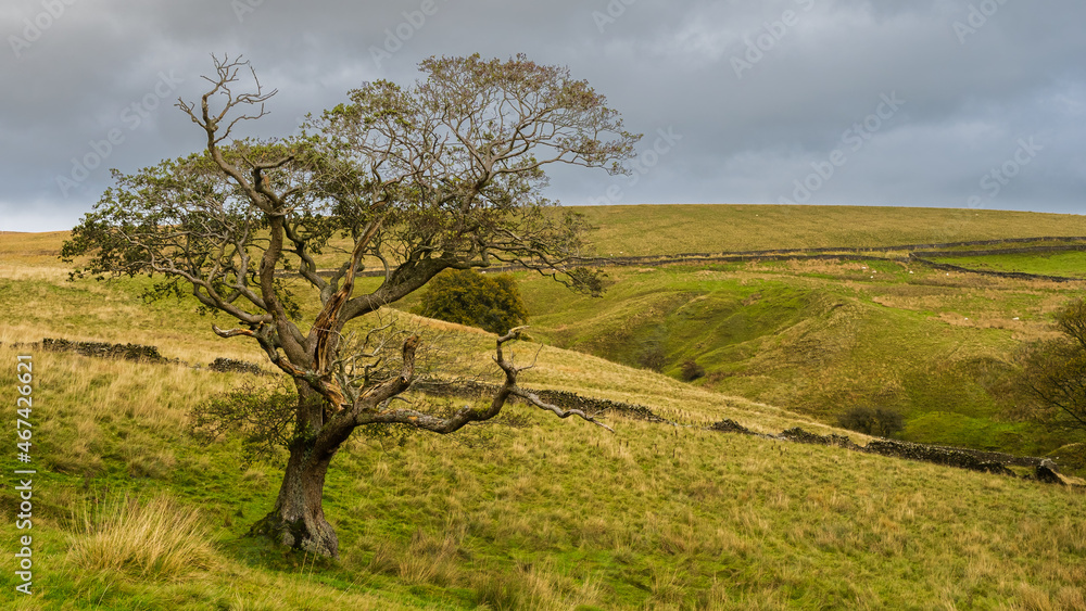Lone tree near to Long Preston in the Yorkshire Dales
