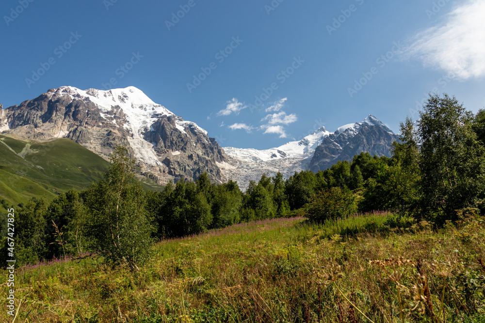 Bushes of Rosebay Willowherb blooming in the Greater Caucasus Mountain Range in Georgia, Svaneti Region. There are high,snowcapped peaks in the back.Purple flowers in the wilderness.Idyllic landscape.