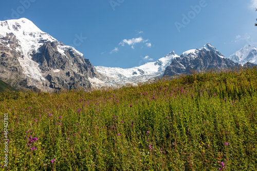 Bushes of Rosebay Willowherb blooming in the Greater Caucasus Mountain Range in Georgia, Svaneti Region. There are high,snowcapped peaks in the back.Purple flowers in the wilderness.Idyllic landscape.