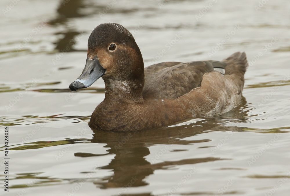 A female Redhead, Aythya americana, swimming on a pond at Slimbridge wetland wildlife reserve. A female Redhead, Aythya americana, swimming on a pond at Slimbridge wetland wildlife reserve.