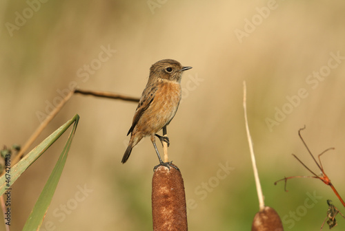 A beautiful female Stonechat, Saxicola rubicola, perching on a bulrush growing in a stream at the edge of a field.