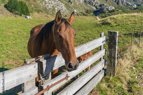 Horse in the Somiedo Natural Park in Asturias.  photo