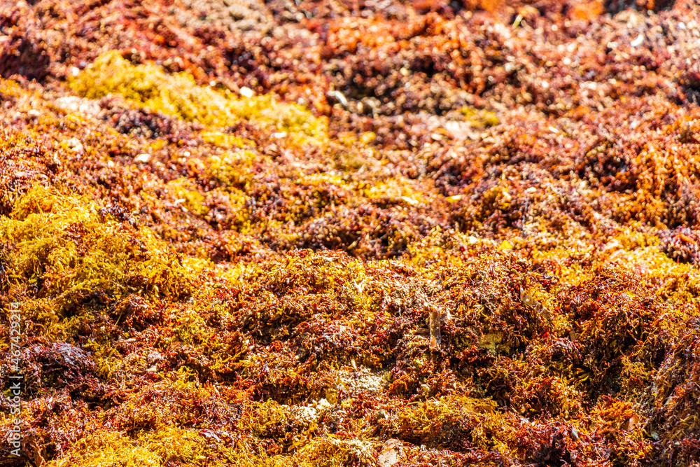 Red seaweed sargazo texture at beach Playa del Carmen Mexico. Red seaweed sargazo texture at beach Playa del Carmen Mexico.