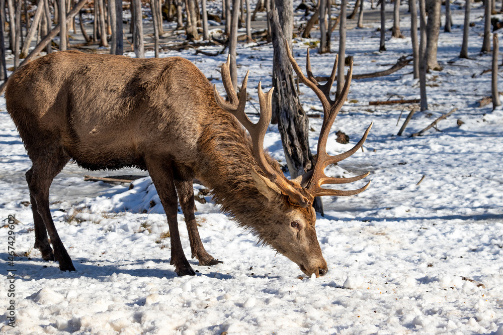Fototapeta premium Male reindeer (caribou) eating in the snow