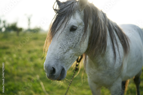 Horse in the field eating grass morning nature animal © VICHIZH