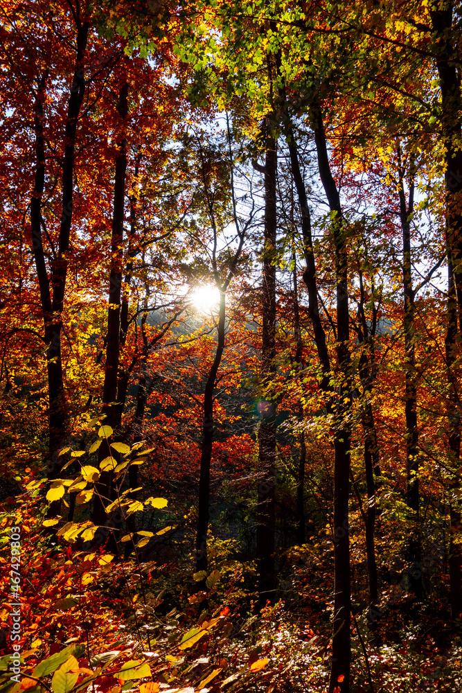 Beautiful forest shining in autumn colors, in the background the sun shines and warm rays create this beautiful view