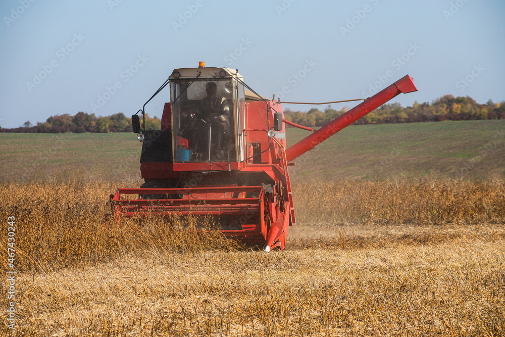 Obraz premium Red combine harvesting a crop of soybeans