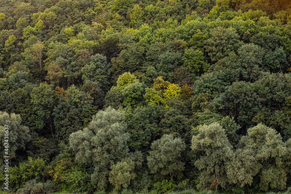Aerial view Rubber tree forest, Top view of rubber tree and leaf plantation Aerial view Rubber tree forest, Top view of rubber tree and leaf plantation