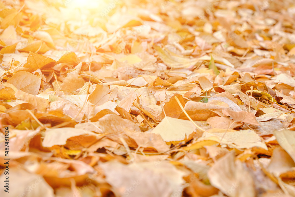 Fototapeta premium Fallen autumn foliage on a bright sunny day, with a sunny glow.