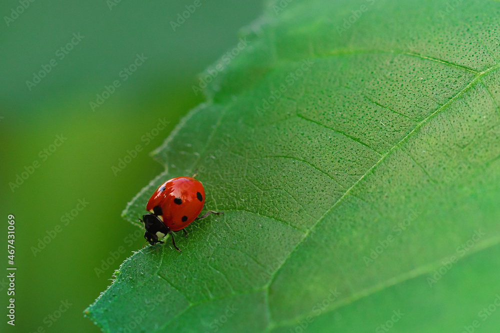 custom made wallpaper toronto digital...........Marienkäfer...........