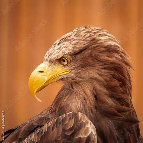 Wallpaper Mural ...Steinadler..... Torontodigital.ca