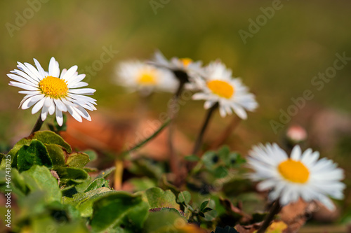 Wallpaper Mural .....Natur pur..... Torontodigital.ca