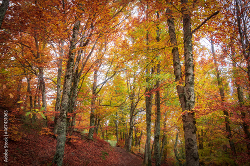 Forest of tall thin beech trees in autumn with orange, yellow and ocher colored leaves