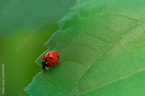 Wallpaper Mural ...........Marienkäfer........... Torontodigital.ca