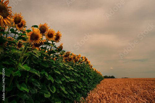 Wallpaper Mural ........Sonnenblumenfeld..... Torontodigital.ca