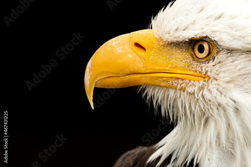 Wallpaper Mural .....Portrait eines Weißkopfadler..... Torontodigital.ca