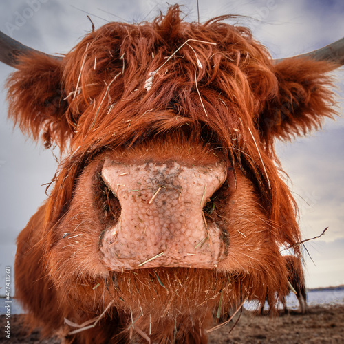 Wallpaper Mural ......Highländer ganz nah...... Torontodigital.ca