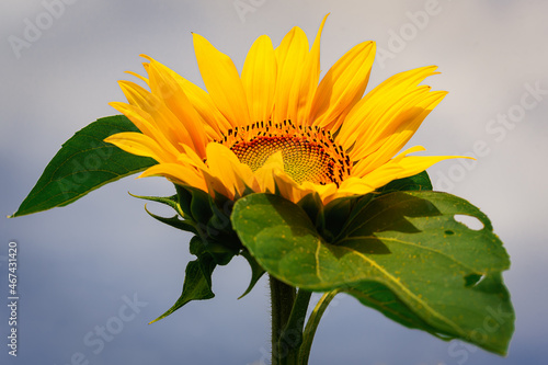 Wallpaper Mural ...Sonnenblume.... Torontodigital.ca