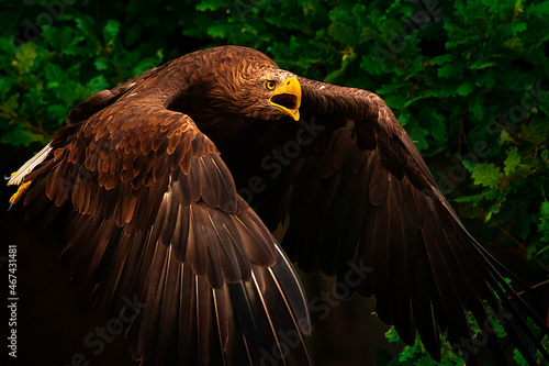 Wallpaper Mural im Flug Torontodigital.ca