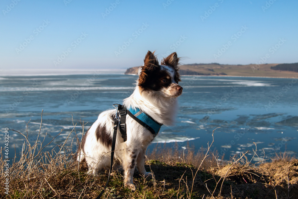 Chihuahua an der zugefrorenen Ostsee Insel Rügen im Winter mit Schnee und Eis