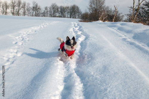 Chihuahua mit Wintergeschirr im Schnee auf der Insel Rügeb photo