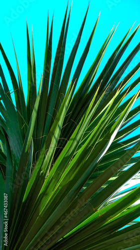 Exotic tropical background  wide leaves palm tree green on blue sky background