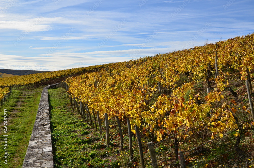 Naklejka premium CHABLIS VIGNOBLE GRAND CRU GRENOUILLES 