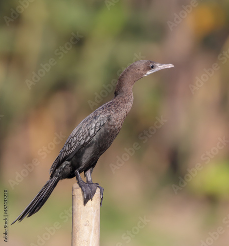 The little cormorant is a member of the cormorant family of seabirds.
