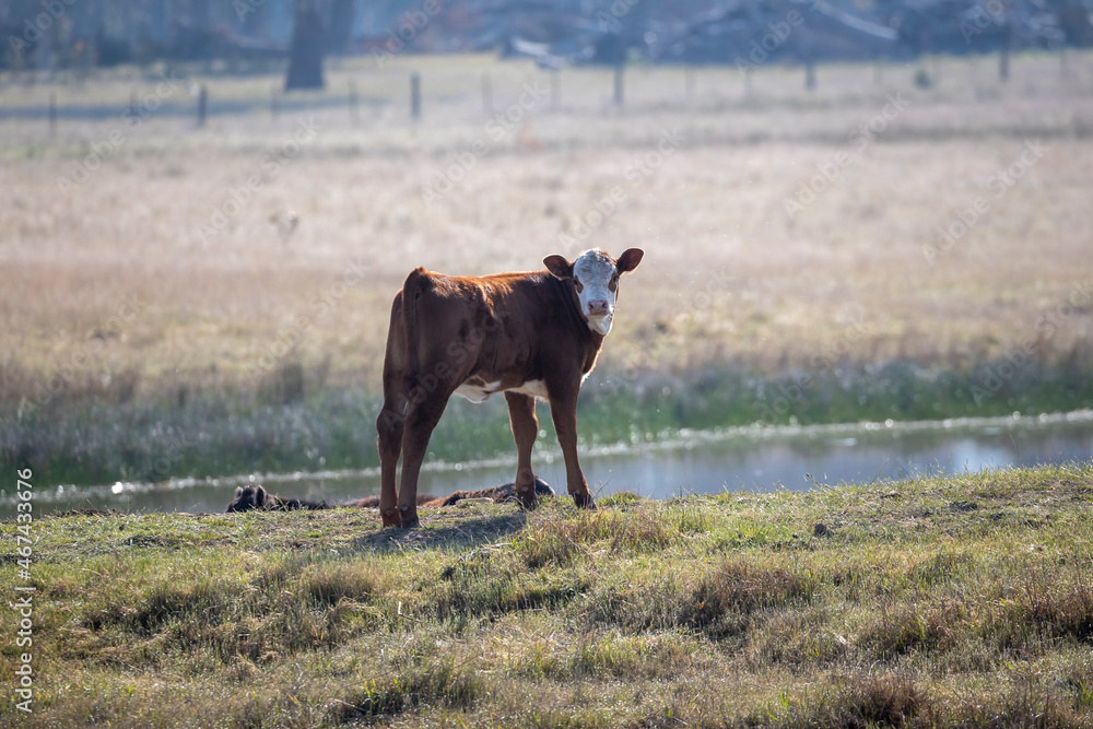 Photograph of Cows grazing on grass in a large green agricultural field near trees Photograph of Cows grazing on grass in a large green agricultural field near trees