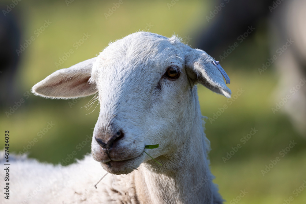 Naklejka premium Photograph of white sheep grazing on grass in a large green agricultural field