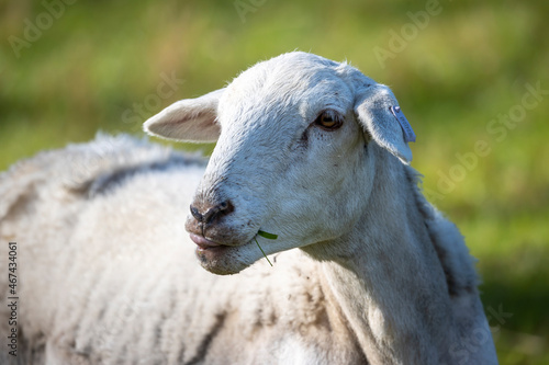 Photograph of white sheep grazing on grass in a large green agricultural field