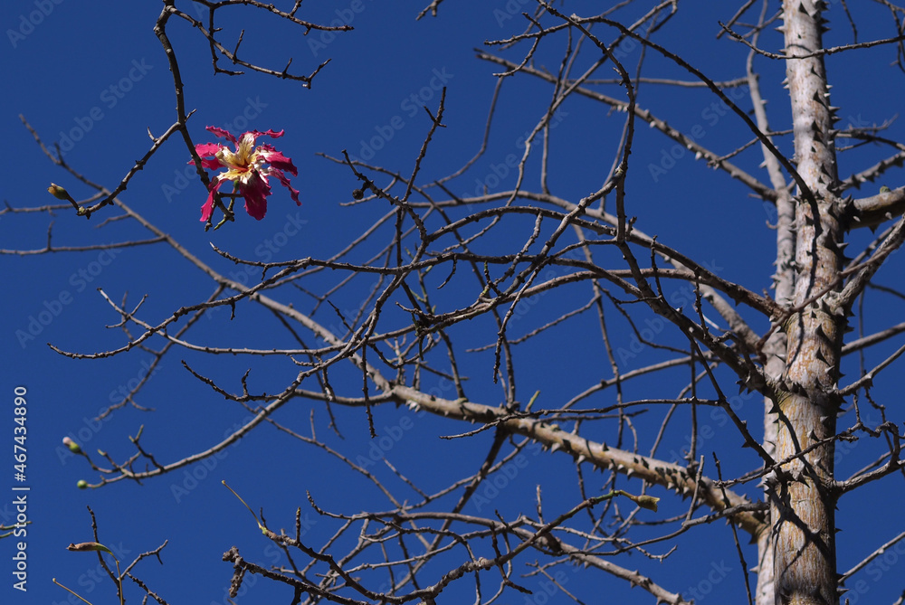 A pink flower of the Ceiba speciosa (Chorisia speciosa) tree against a bright blue sky and bare tree branches. Life-affirming concept A pink flower of the Ceiba speciosa (Chorisia speciosa) tree against a bright blue sky and bare tree branches. Life-affirming concept