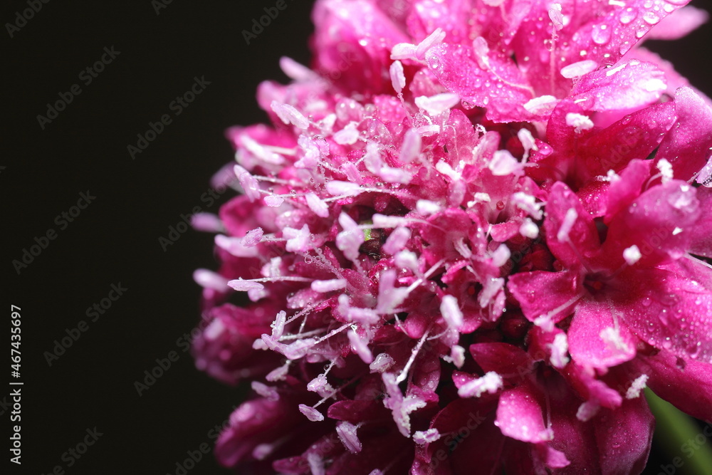asclepias o milkweed rosa o rosada humedas con rocio, fondo negro