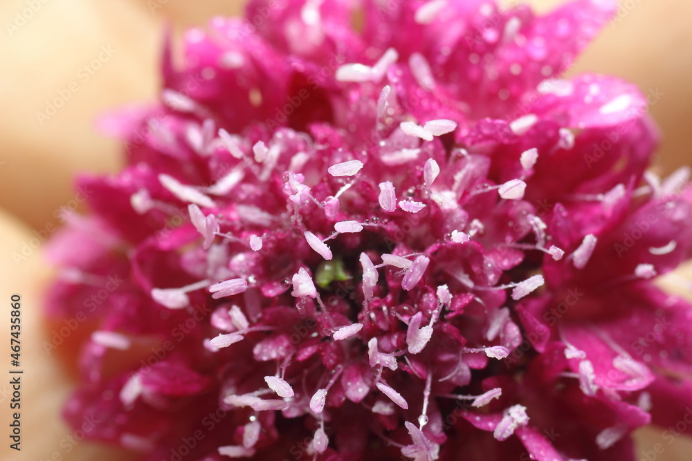 asclepias o milkweed rosadas , foto macro con agua de rocio asclepias o milkweed rosadas , foto macro con agua de rocio