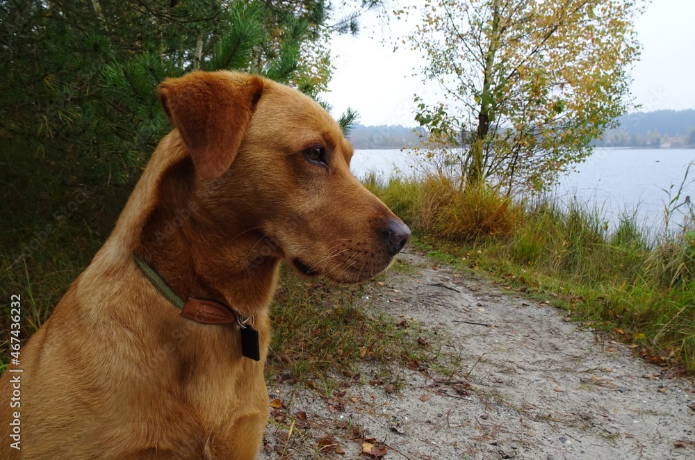 Labrador dog looks at the water of the Lommel Sahara.