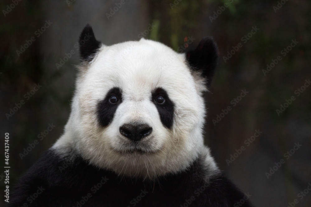 Portrait of sweet panda in Thailand Portrait of sweet panda in Thailand