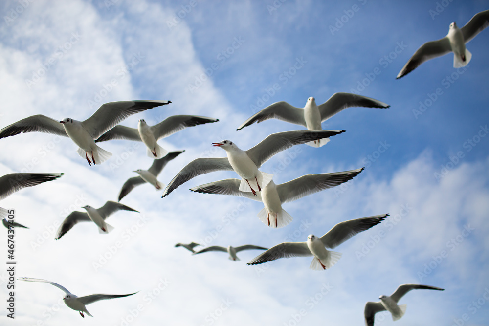 Fototapeta premium A flock of seagulls soaring in the blue sky. Gulls flying high in cloudless sky