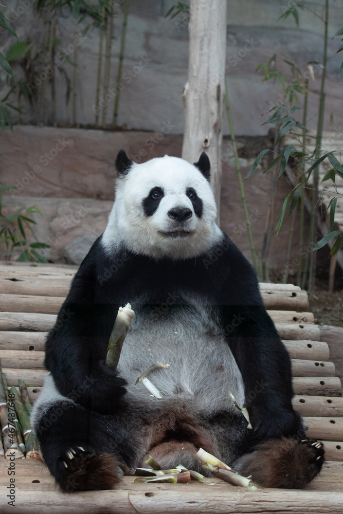 Funny Post of a cute Panda , Lin Hui ,  Chiangmai Zoo, Thailand