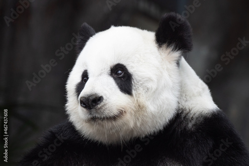 Fototapeta Naklejka Na Ścianę i Meble -  Portrait of a sweet Panda, Lin Hui, Thailand