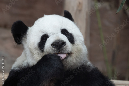 Funny Post of a cute Panda , Lin Hui , Chiangmai Zoo, Thailand
